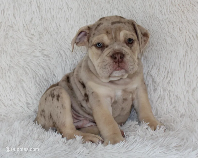 Kato – English Bulldog puppy on hold in Shipshewana, IN