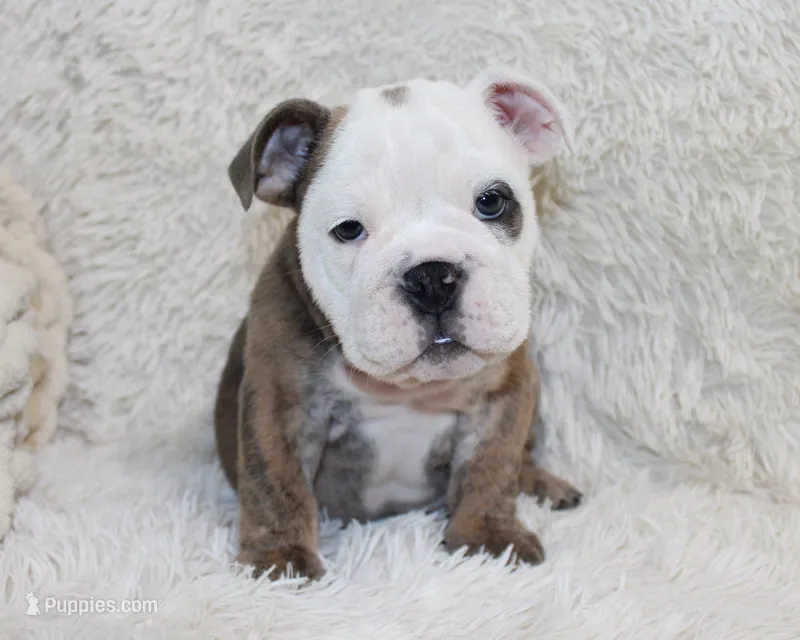 Curry – English Bulldog puppy for sale in Shipshewana, IN