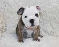Curry, a male English Bulldog for sale in Shipshewana, IN – 1 of 10