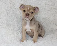 Kacy, a female English Bulldog for sale in Shipshewana, IN – 7 of 9