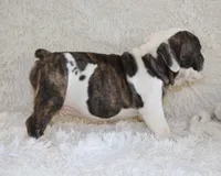 Harry, a male English Bulldog for sale in Shipshewana, IN – 3 of 10