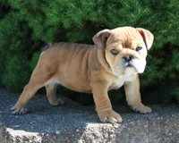 Zeus, a male English Bulldog for sale in Shipshewana, IN – 2 of 10