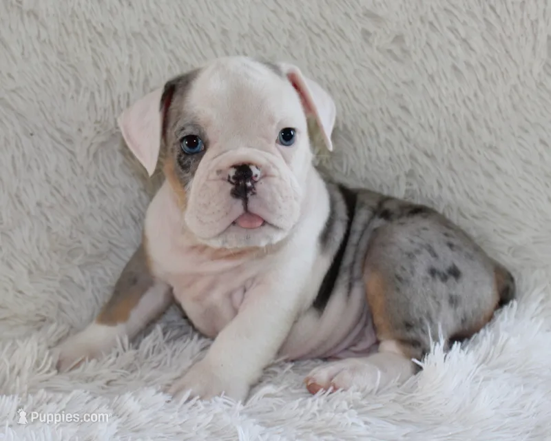 Hayes – English Bulldog puppy for sale in Shipshewana, IN