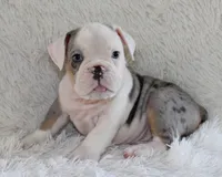 Hayes, a male English Bulldog for sale in Shipshewana, IN – 1 of 10