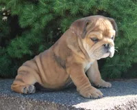 Zeus, a male English Bulldog for sale in Shipshewana, IN – 7 of 10