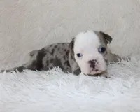 Halle, a female English Bulldog for sale in Shipshewana, IN – 5 of 6