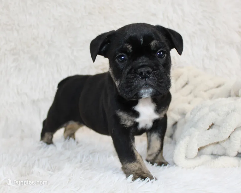 Mack – English Bulldog puppy for sale in Shipshewana, IN