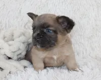 Louie, a male French Bulldog for sale in Shipshewana, IN – 5 of 8
