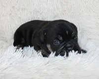 Mack, a male English Bulldog for sale in Shipshewana, IN – Photo 8 of 9