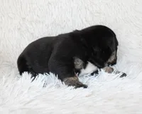 Mack, a male English Bulldog for sale in Shipshewana, IN – Photo 3 of 9