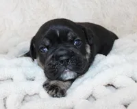 Mack, a male English Bulldog for sale in Shipshewana, IN – Photo 4 of 9