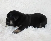 Mack, a male English Bulldog for sale in Shipshewana, IN – Photo 9 of 9