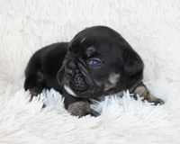 Mack, a male English Bulldog for sale in Shipshewana, IN – Photo 5 of 9