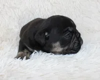Mack, a male English Bulldog for sale in Shipshewana, IN – Photo 7 of 9