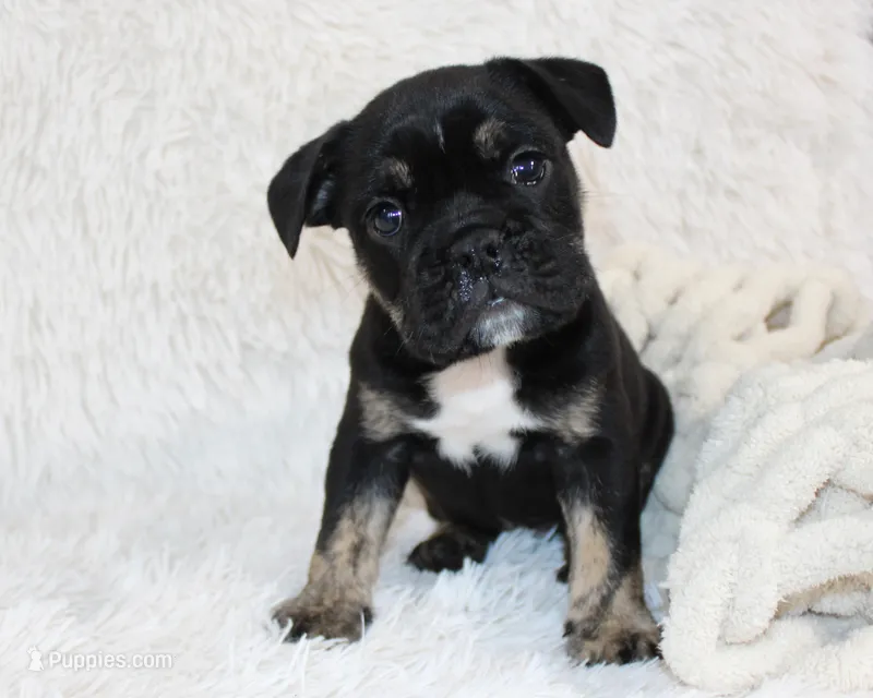 Mack – English Bulldog puppy for sale in Shipshewana, IN