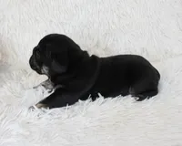 Mack, a male English Bulldog for sale in Shipshewana, IN – Photo 6 of 9