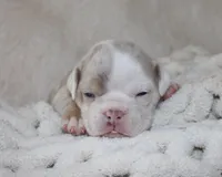 Hattie, a female English Bulldog for sale in Shipshewana, IN – 6 of 10
