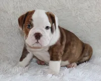 Hudson, a male English Bulldog for sale in Shipshewana, IN – 9 of 9