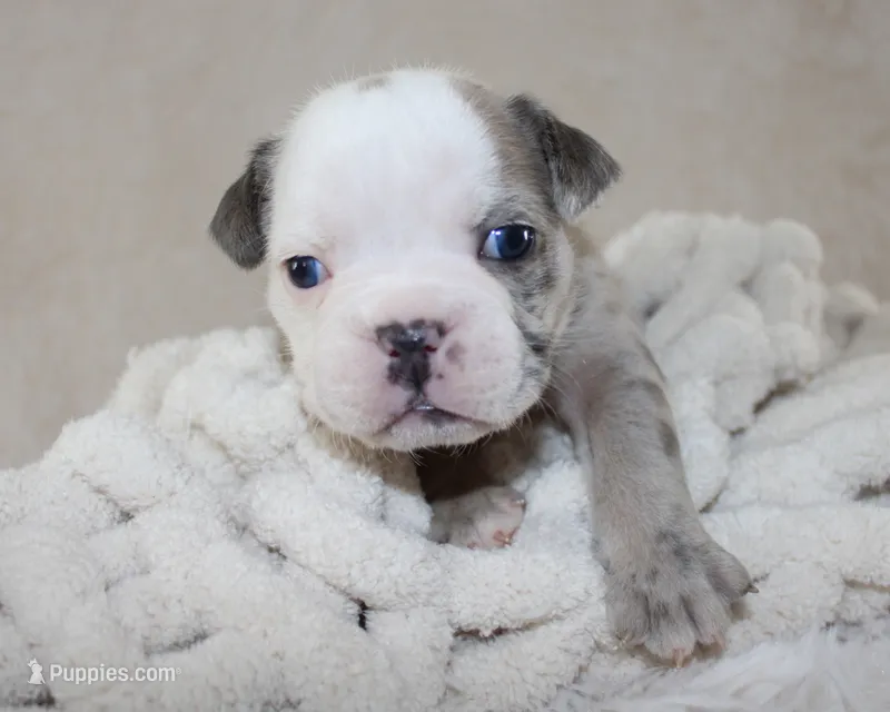 Halle – English Bulldog puppy for sale in Shipshewana, IN