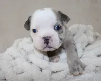 Halle, a female English Bulldog for sale in Shipshewana, IN – 1 of 6