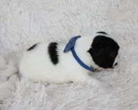 Lucy, a female French Bulldog for sale in Shipshewana, IN – Photo 4 of 8