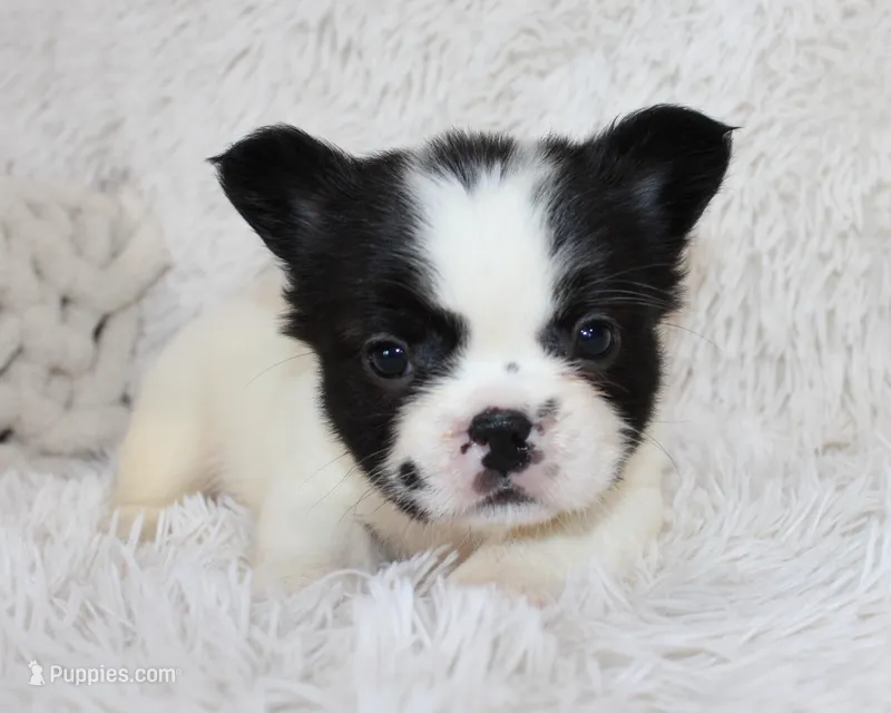 Lucy – French Bulldog puppy for sale in Shipshewana, IN