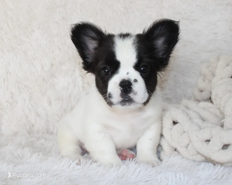 Lucy – French Bulldog puppy on hold in Shipshewana, IN