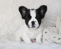 Lucy, a female French Bulldog for sale in Shipshewana, IN – 1 of 1