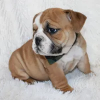 Otis, a male English Bulldog for sale in Shipshewana, IN – Photo 5 of 10