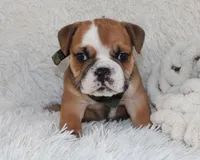 Otis, a male English Bulldog for sale in Shipshewana, IN – Photo 8 of 10