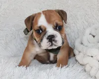 Otis, a male English Bulldog for sale in Shipshewana, IN – Photo 1 of 10