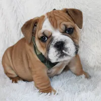 Otis, a male English Bulldog for sale in Shipshewana, IN – Photo 1 of 10