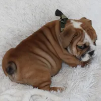 Otis, a male English Bulldog for sale in Shipshewana, IN – Photo 8 of 10