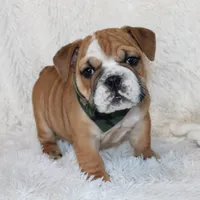 Otis, a male English Bulldog for sale in Shipshewana, IN – Photo 9 of 10