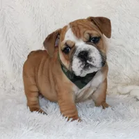Otis, a male English Bulldog for sale in Shipshewana, IN – Photo 6 of 10