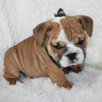 Otis, a male English Bulldog for sale in Shipshewana, IN – Photo 7 of 10