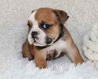 Otis, a male English Bulldog for sale in Shipshewana, IN – Photo 9 of 10