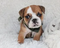 Otis, a male English Bulldog for sale in Shipshewana, IN – Photo 10 of 10