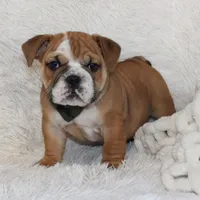 Otis, a male English Bulldog for sale in Shipshewana, IN – Photo 10 of 10