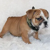 Otis, a male English Bulldog for sale in Shipshewana, IN – Photo 4 of 10