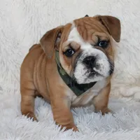 Otis, a male English Bulldog for sale in Shipshewana, IN – Photo 2 of 10