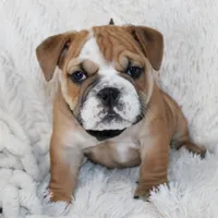 Otis, a male English Bulldog for sale in Shipshewana, IN – Photo 3 of 10