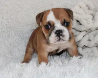 Otis, a male English Bulldog for sale in Shipshewana, IN – Photo 2 of 10