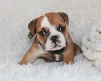 Otis, a male English Bulldog for sale in Shipshewana, IN – Photo 4 of 10