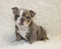 Indi Rose, a female English Bulldog for sale in Shipshewana, IN – 2 of 10