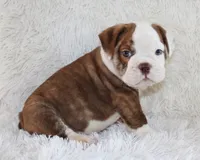 Hudson, a male English Bulldog for sale in Shipshewana, IN – 4 of 9