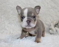 Indi Rose, a female English Bulldog for sale in Shipshewana, IN – 6 of 10