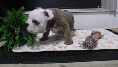 Curry, a male English Bulldog for sale in Shipshewana, IN – 10 of 10