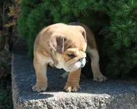 Zeus, a male English Bulldog for sale in Shipshewana, IN – 3 of 10