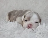 Hattie, a female English Bulldog for sale in Shipshewana, IN – 8 of 10